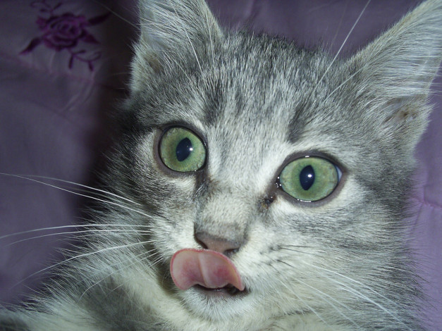 Обои картинки фото муся, животные, коты