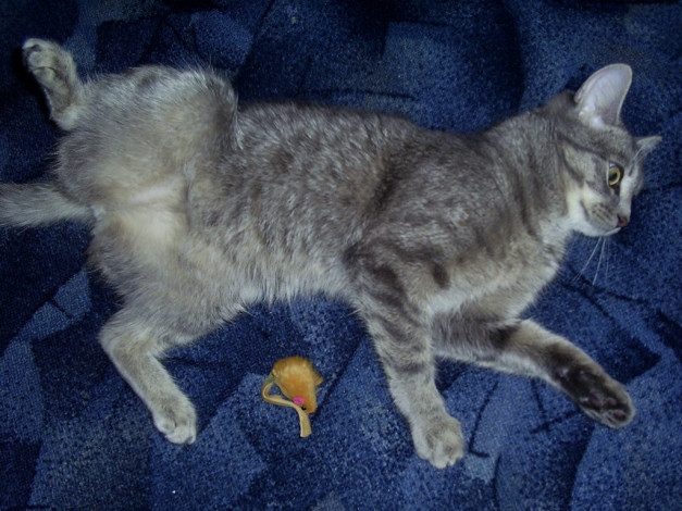 Обои картинки фото муся, животные, коты