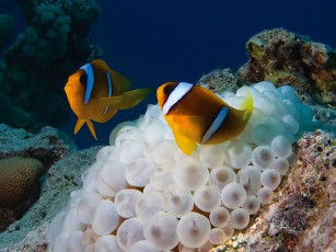 Картинка бармалей хлопотливое семейство животные рыбы