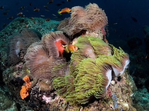 Картинка бармалей оборона макаронной фабрики животные рыбы