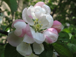 Картинка цветы цветущие деревья кустарники