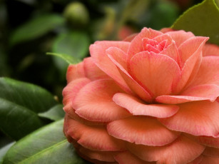 Картинка цветы камелии