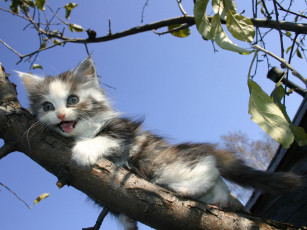 Картинка марго рин животные коты