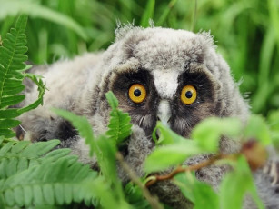 Картинка захаров игорь взгляд животные совы