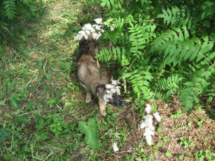 Картинка животные собаки