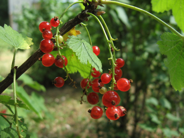 Обои картинки фото 