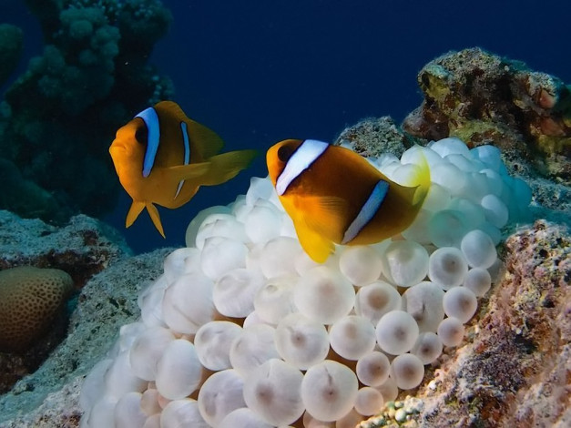 Обои картинки фото бармалей, хлопотливое, семейство, животные, рыбы