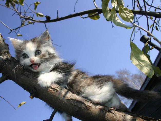 Обои картинки фото марго, рин, животные, коты