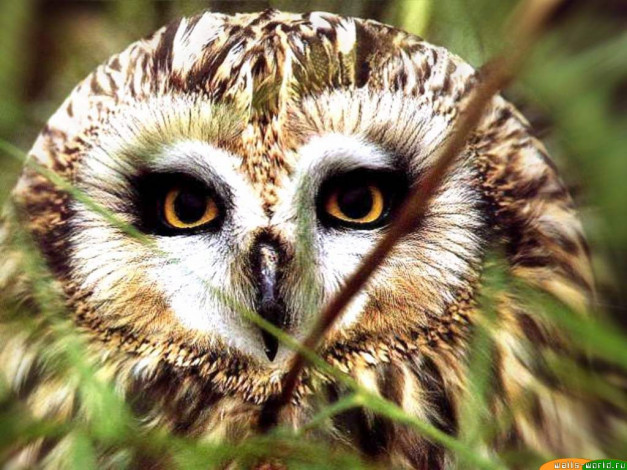 Обои картинки фото взгляд, животные, совы