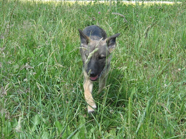 Обои картинки фото животные, собаки