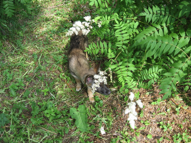 Обои картинки фото животные, собаки