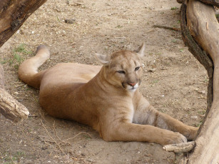 Картинка животные пумы