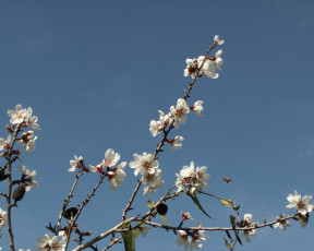 Картинка цветы цветущие деревья кустарники