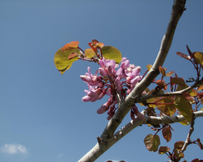 Картинка цветы цветущие деревья кустарники