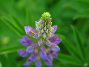 Картинка цветы