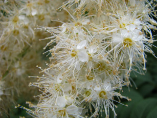 обоя цветы, цветущие, деревья, кустарники