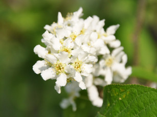 Картинка цветы цветущие деревья кустарники