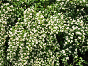 Картинка цветы цветущие деревья кустарники