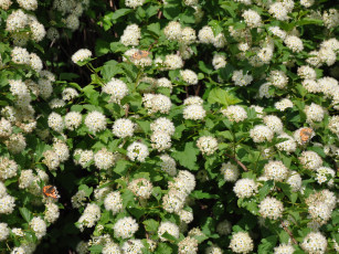 Картинка цветы цветущие деревья кустарники