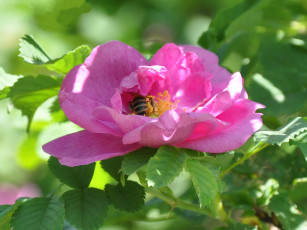 Картинка цветы шиповник