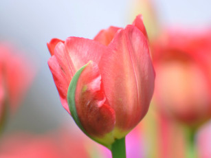 Картинка цветы тюльпаны