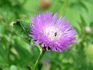 Картинка цветы васильки