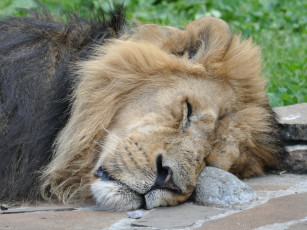 Картинка животные львы