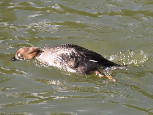 Картинка животные утки