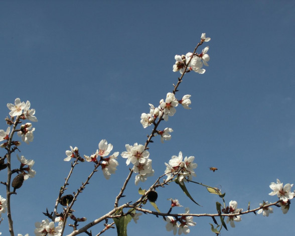 Обои картинки фото цветы, цветущие, деревья, кустарники