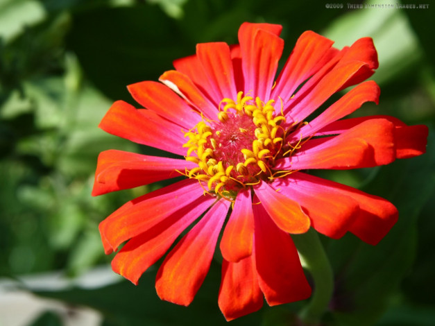 Обои картинки фото цветы, цинния