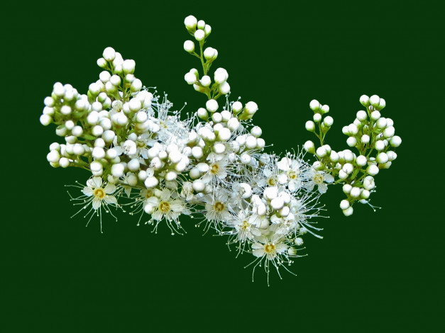 Обои картинки фото цветы, цветущие, деревья, кустарники