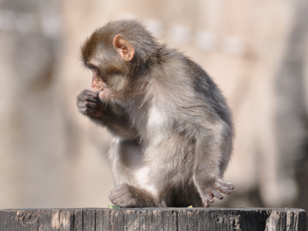 Обои картинки фото животные, обезьяны