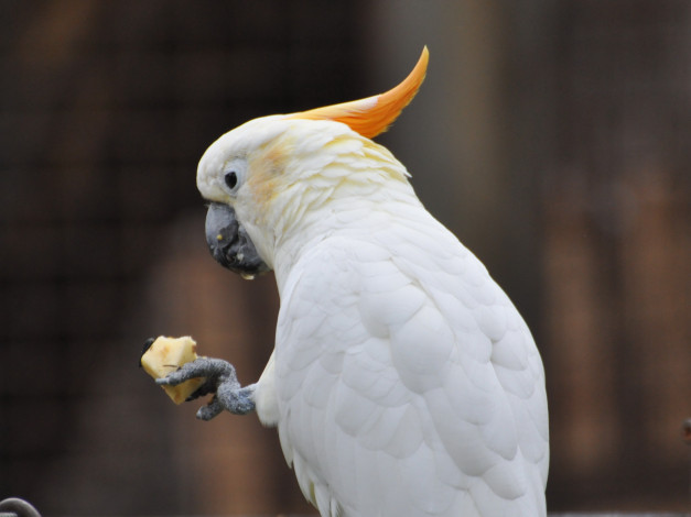 Обои картинки фото животные, попугаи