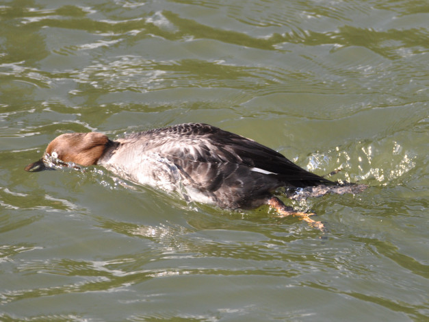 Обои картинки фото животные, утки