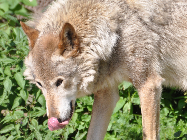 Обои картинки фото животные, волки