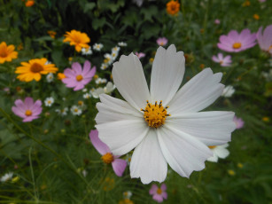 Картинка цветы космея лето лепестки