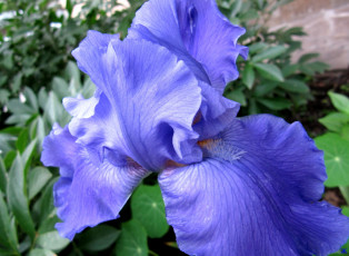 Картинка цветы ирисы синий макро ирис