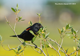 Картинка животные птицы птица