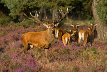 Картинка животные олени лес