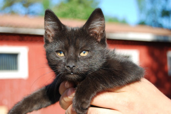 Картинка животные коты cat