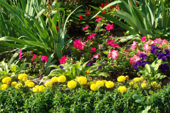 Картинка цветы разные вместе бархатцы ирисы петунии