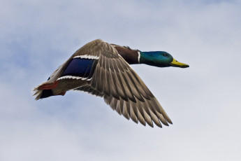 Картинка mallard on the move животные утки полет красавец селезень