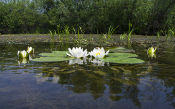 Картинка цветы лилии водяные нимфеи кувшинки пруд листья