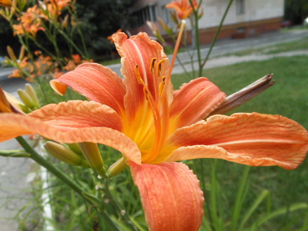 Обои картинки фото цветы, лилии, лилейники