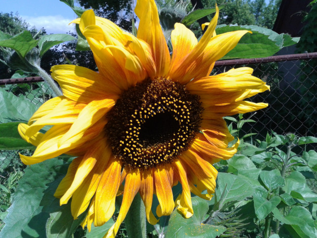 Обои картинки фото цветы, подсолнухи, подсолнух, лето, жёлтый, сад