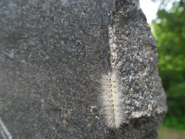 Обои картинки фото животные, гусеницы, гусеница