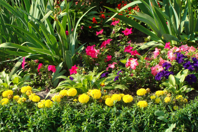 Обои картинки фото цветы, разные, вместе, бархатцы, ирисы, петунии