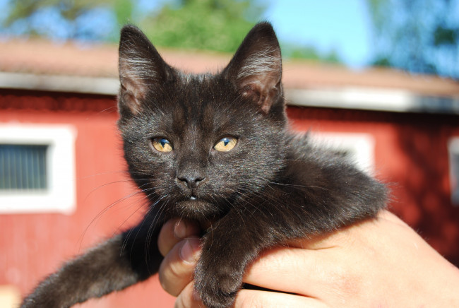 Обои картинки фото животные, коты, cat