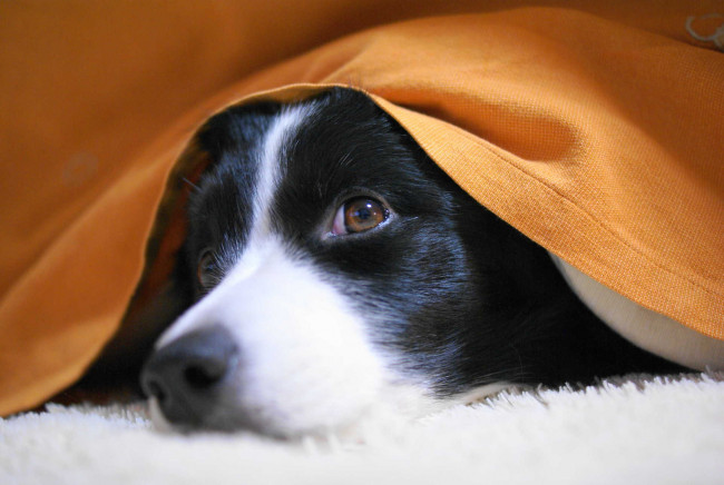 Обои картинки фото животные, собаки, dog