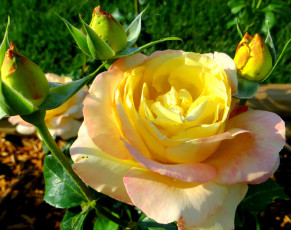 Картинка цветы розы бутоны макро